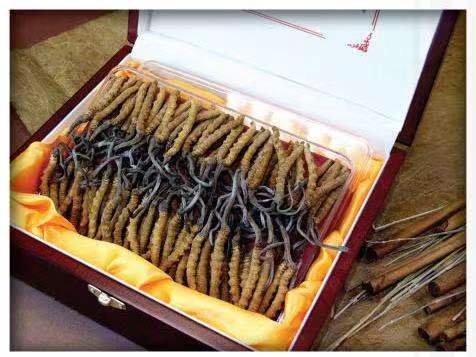 乌拉特中冬虫夏草回收